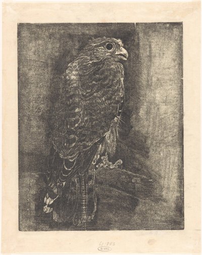 Falco su un ramo da Emilius Wilhelmus Dehé