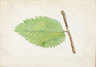 Bruco con bordo foglia frastagliato..., fine XIX-inizio XX secolo da Emma Beach Thayer