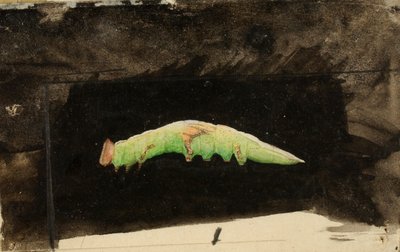 Bruco più grande di Beach Leaf Edge, studio per il libro "Concealing Coloration in the Animal Kingdom". da Emma Beach Thayer