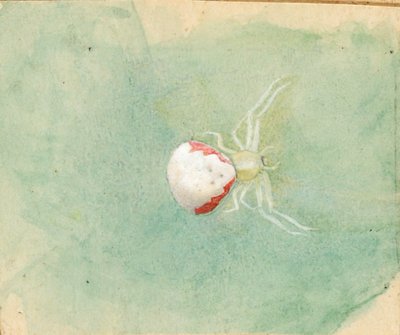 Ragno bianco porcellana da Emma Beach Thayer