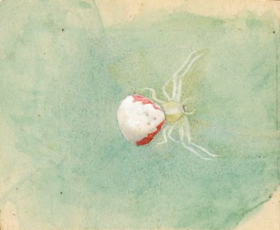 Ragno bianco porcellana, fine XIX-inizio XX secolo da Emma Beach Thayer