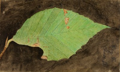Bruco più piccolo di Beach Leaf Edge, studio per il libro "Concealing Coloration in the Animal Kingdom". da Emma Beach Thayer