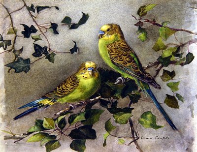 Una coppia di pappagallini da Emma Cooper
