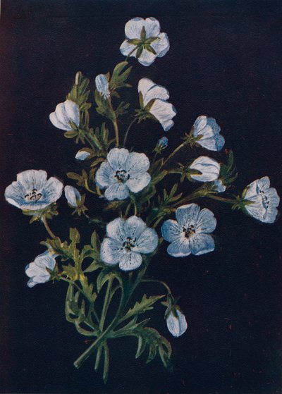 Occhi azzurri, c1915 da Emma Graham Clock