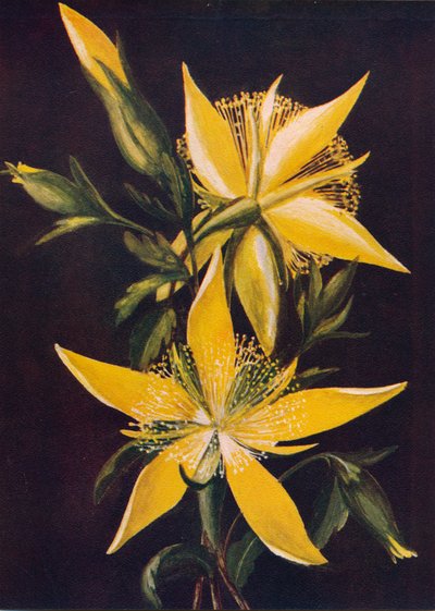 Stella fiammeggiante, c1915 da Emma Graham Clock