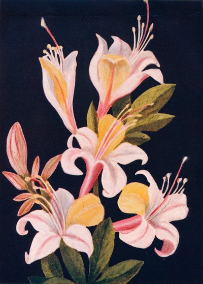 Azalea della California da Emma Graham Clock