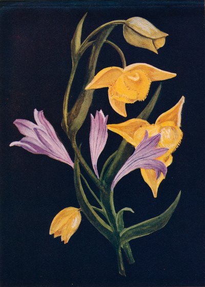 Lanterna di Diogene e Brodiaea del raccolto, c. 1915 da Emma Graham Clock
