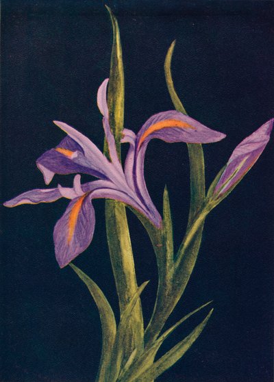 Iris a terra, c. 1915 da Emma Graham Clock