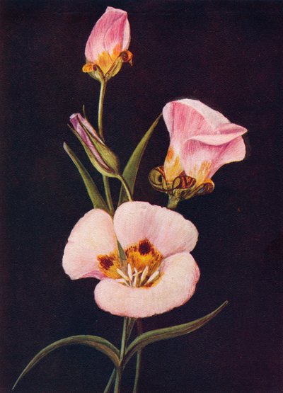 Tulipano Mariposa, c. 1915 da Emma Graham Clock