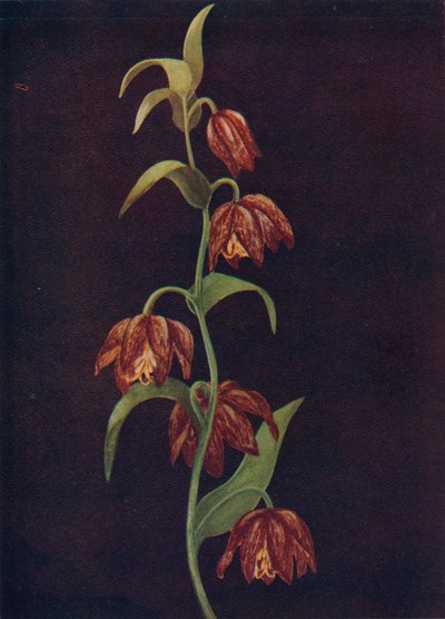 Campane della missione, c1915, 1915 da Emma Graham Clock