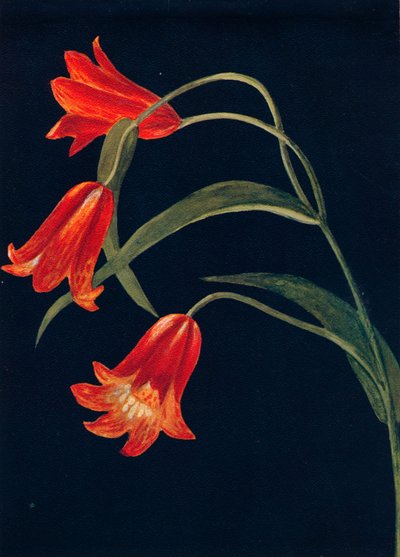 Fritillaria Scarlatta, c1915 da Emma Graham Clock