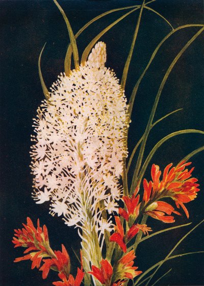 Squaw Grass e Scarlet Paint Brush, c1915, 1915 da Emma Graham Clock