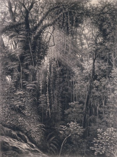 Veduta della gola sopra Apia, Upolu, Samoa occidentale, 1877 da Emma Sandys
