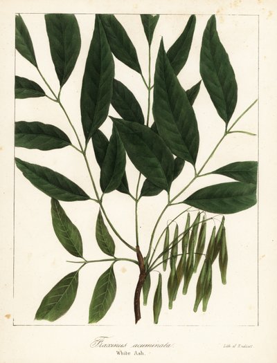 Frassino americano, Fraxinus americana da Endicott Endicott