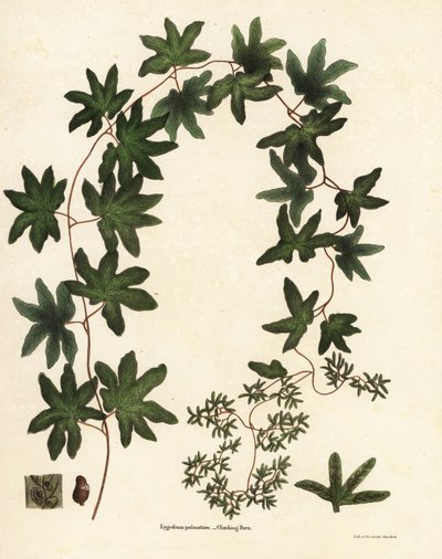 Felce rampicante americana, Lygodium palmatum da Endicott Endicott