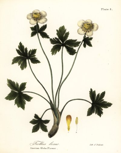 Fiore a globo americano, Trollius laxus da Endicott Endicott