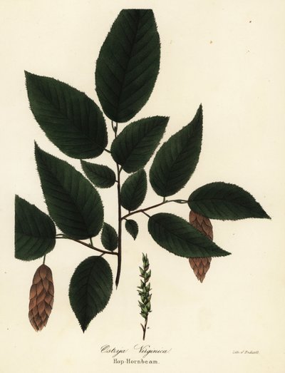 Carpino americano, Ostrya virginiana da Endicott Endicott