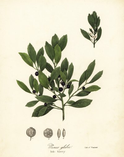 Ilex glabra da Endicott Endicott