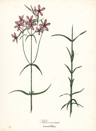 Phlox aristata da Endicott Endicott