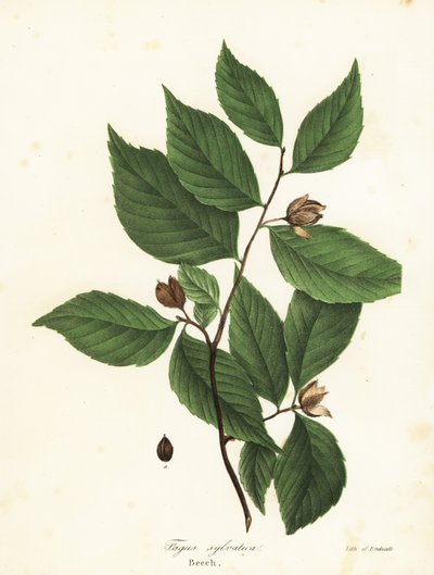 Faggio, Fagus sylvatica da Endicott Endicott