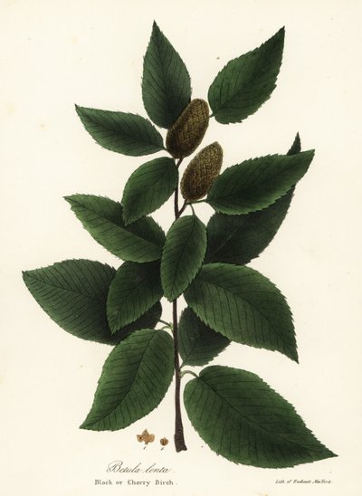 Betulla nera, Betula lenta da Endicott Endicott