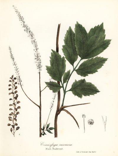 Cimicifuga racemosa da Endicott Endicott