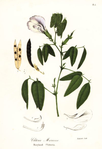 Pisello farfalla, ali di piccione atlantico o clitoria del Maryland, Clitoria mariana da Endicott Endicott