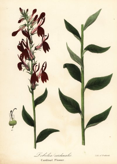 Lobelia cardinalis da Endicott Endicott