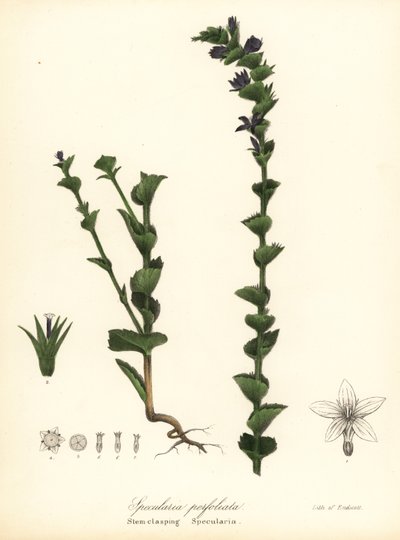 Specchio di Venere abbracciante, Triodanis perfoliata da Endicott Endicott
