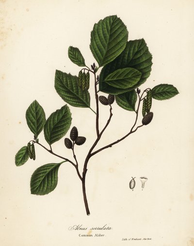 Ontano comune, Alnus serrulata da Endicott Endicott