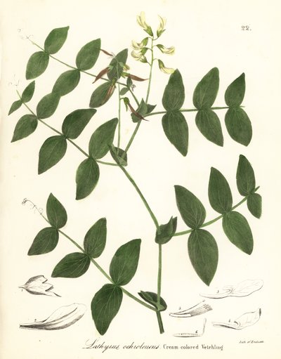 Veccia color crema, Lathyrus ochroleucus da Endicott Endicott