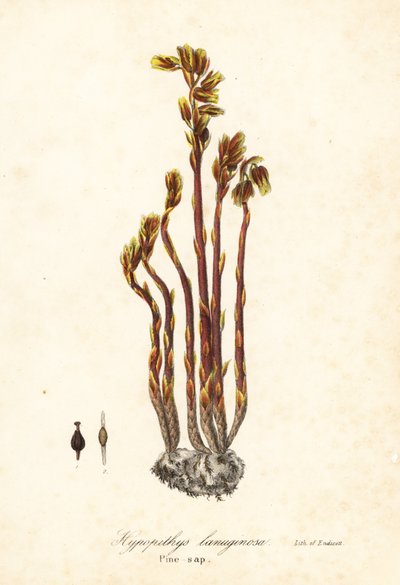 Aristolochia, Monotropa hypopitys da Endicott Endicott