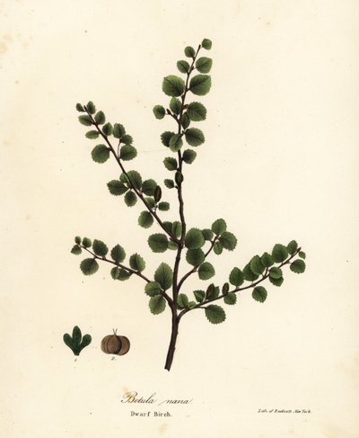 Betulla nana da Endicott Endicott