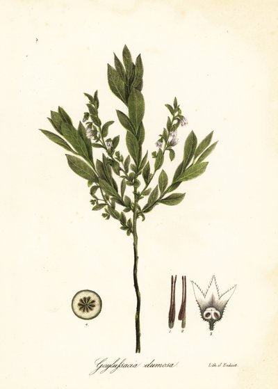 Mirtillo nano, Gaylussacia dumosa da Endicott Endicott