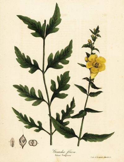 Falsa digitale, Aureolaria flava da Endicott Endicott