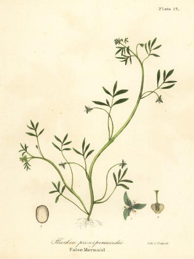 Sirena falsa, Floerkea proserpinacoides da Endicott Endicott