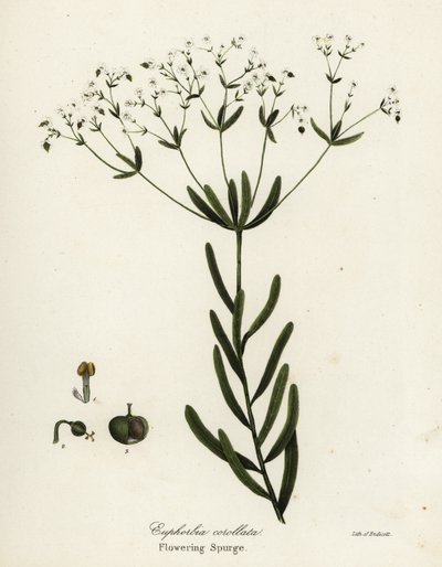 Euforbia fiorita, Euphorbia corollata da Endicott Endicott