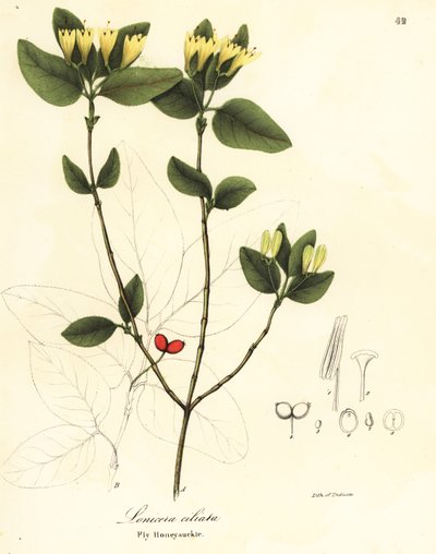 Caprifoglio volante, Lonicera ciliata da Endicott Endicott