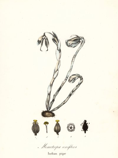 Pianta fantasma, pipa indiana o pianta cadavere, Monotropa uniflora da Endicott Endicott