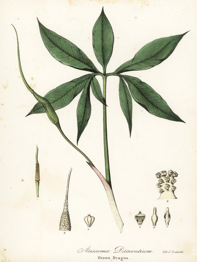 Drago verde o radice di drago, Arisaema dracontium da Endicott Endicott
