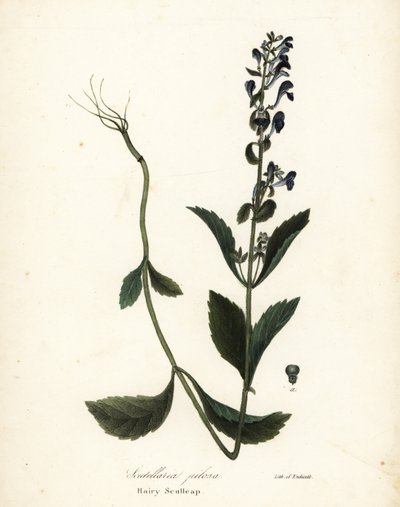 Scutellaria pilosa da Endicott Endicott