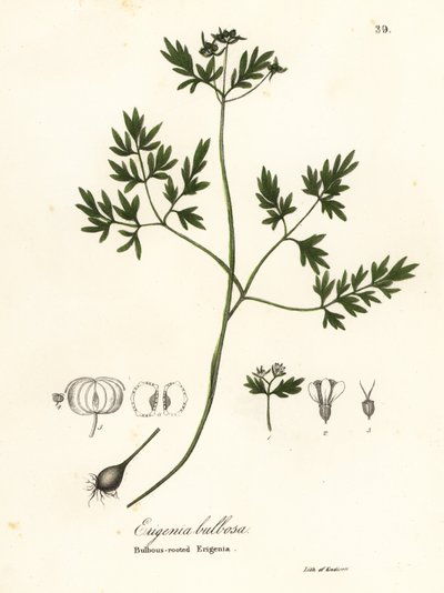 Precursore della primavera, pepe e sale o erigenia bulbosa, Erigenia bulbosa da Endicott Endicott