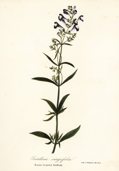 Fiore a elmo, Scutellaria integrifolia da Endicott Endicott