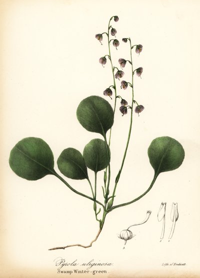 Pirola, Pyrola asarifolia da Endicott Endicott