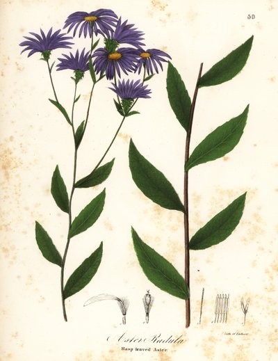 Aster ruvido o aster di legno ruvido, Eurybia radula da Endicott Endicott