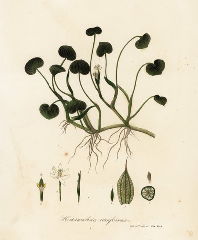 Pianta di fango o giacinto d