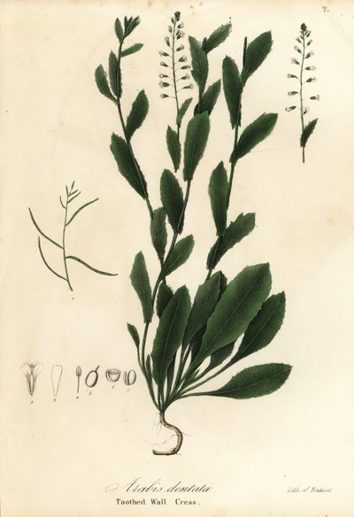 Murbeckiella pinnatifida da Endicott Endicott
