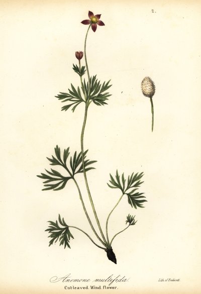Anemone del Pacifico o anemone a foglie tagliate, Anemone multifida da Endicott Endicott