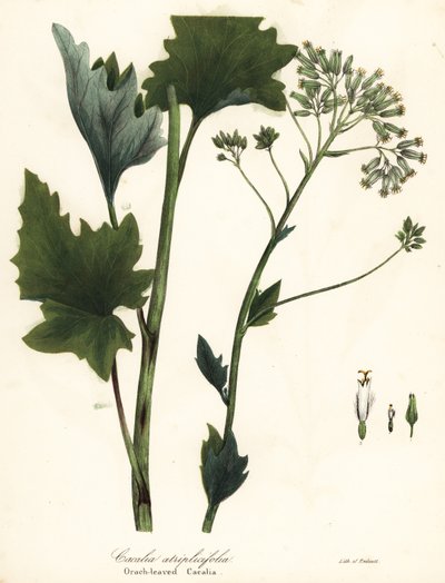 Piantaggine indiana pallida, Arnoglossum atriplicifolium da Endicott Endicott
