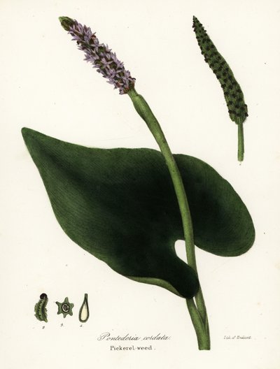 Erba pesce, Pontederia cordata da Endicott Endicott